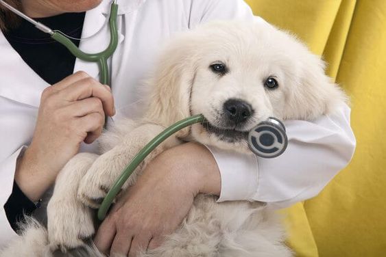 Pet Health and Care